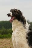 BARZOI 164